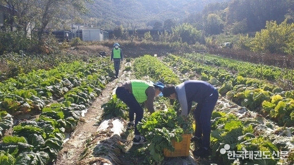 배추 수확 중인 태권도진흥재단 직원들